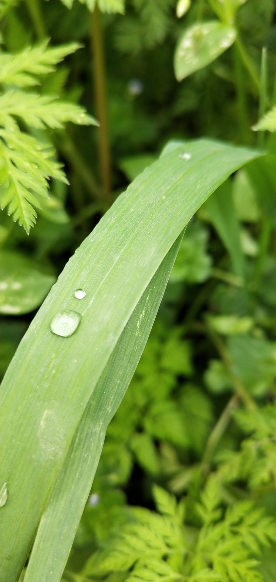 雨露均沾