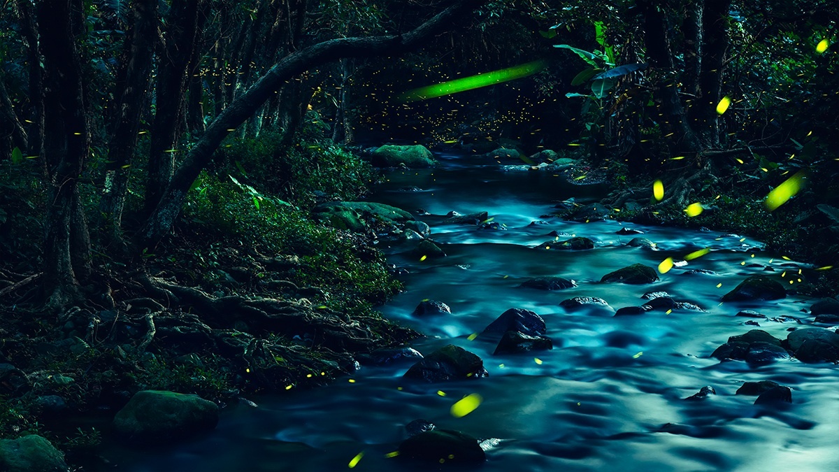 夏夜里的萤火虫