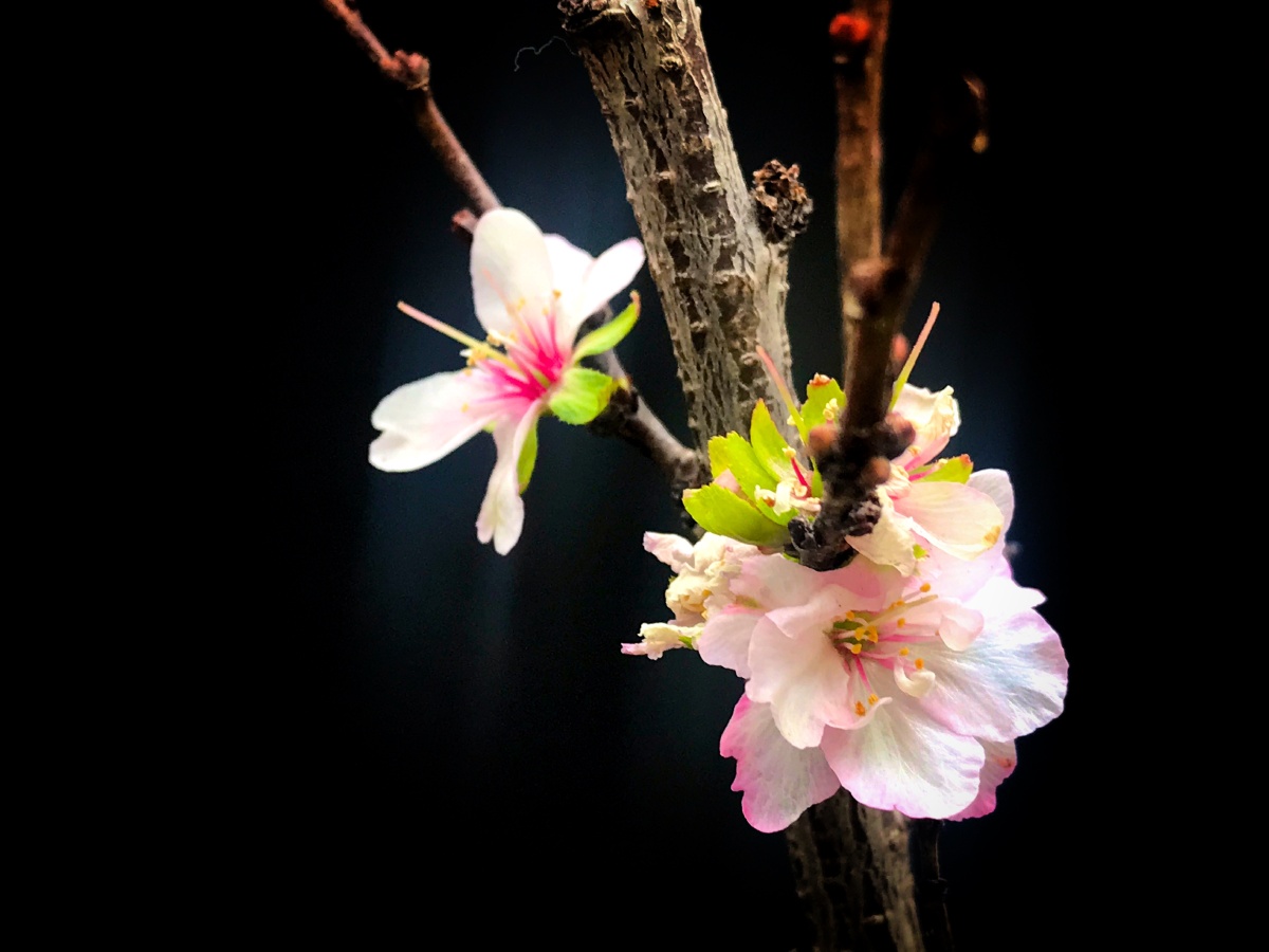 樱花麦李～枝桠上的春天