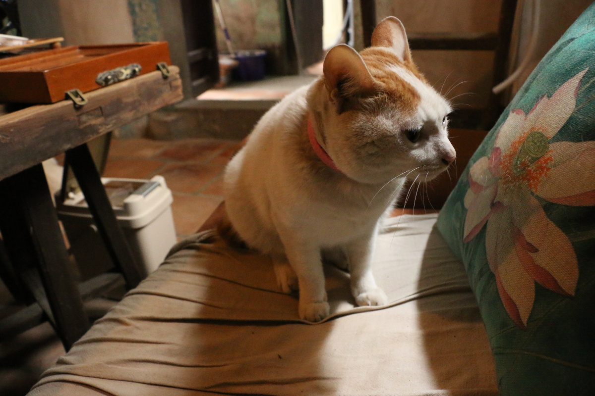 房东家的猫 - Zoe424 - 图虫摄影网