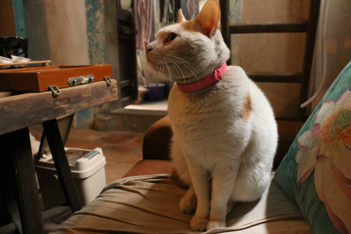 房东家的猫 - Zoe424 - 图虫摄影网