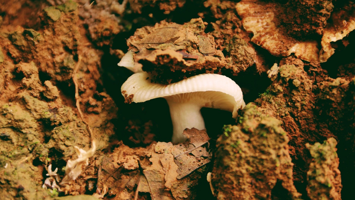 顽强的生命破土而出