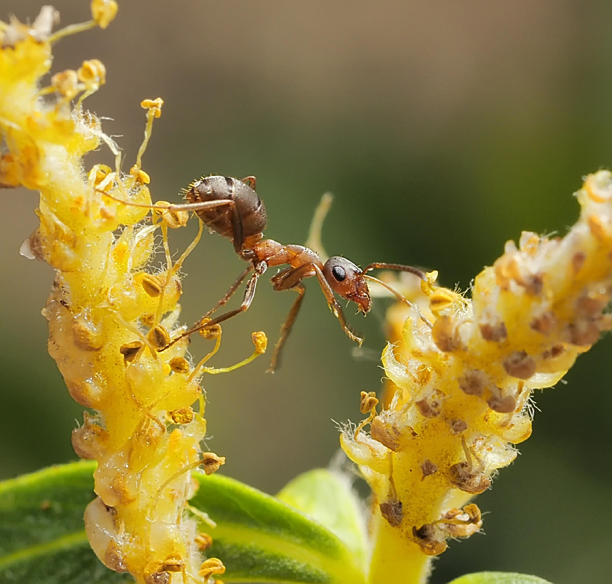 热爱护大自然更爱森林草丛中的昆虫用镜头和照片展示昆虫的伶俐可爱