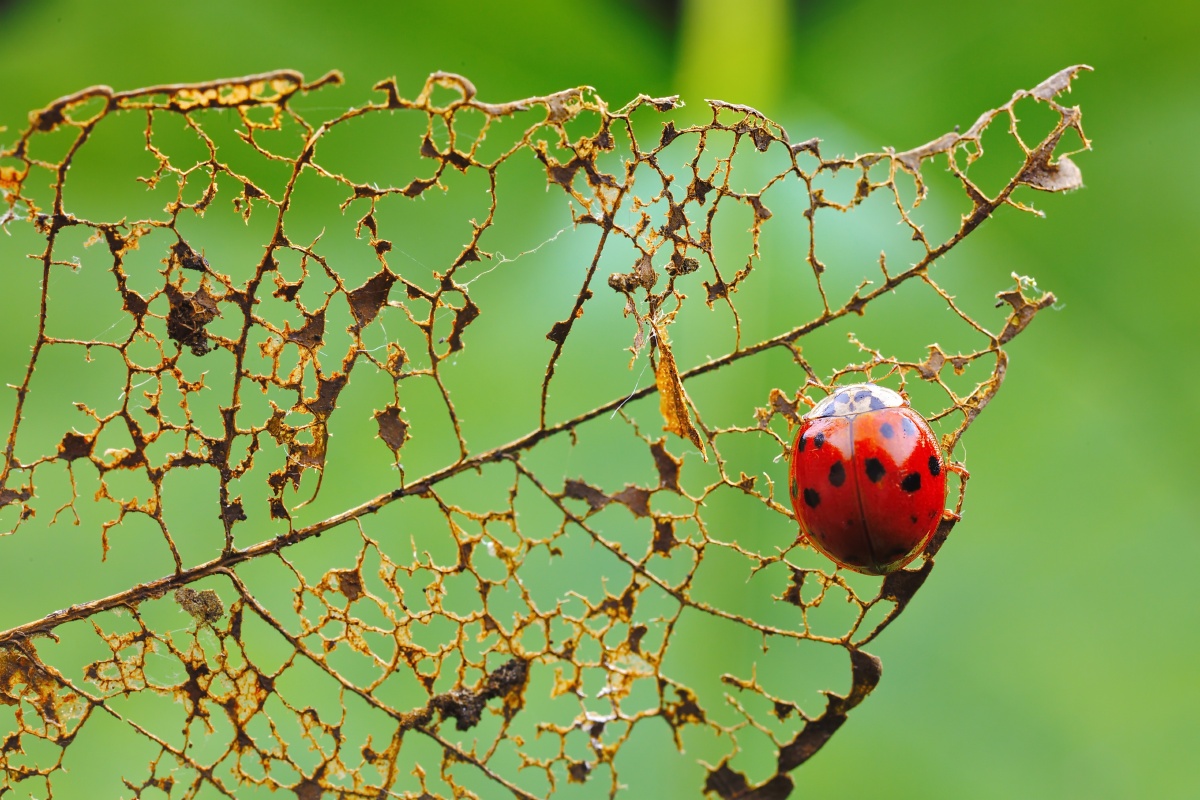 热爱护大自然更爱森林草丛中的昆虫用镜头和照片展示昆虫的伶俐可爱