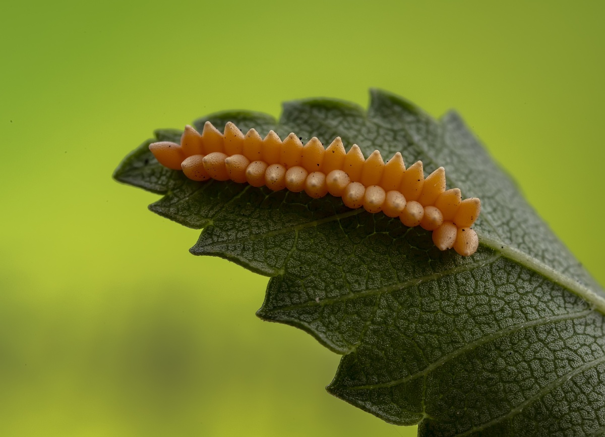 热爱护大自然更爱森林草丛中的昆虫用镜头和照片展示昆虫的伶俐可爱