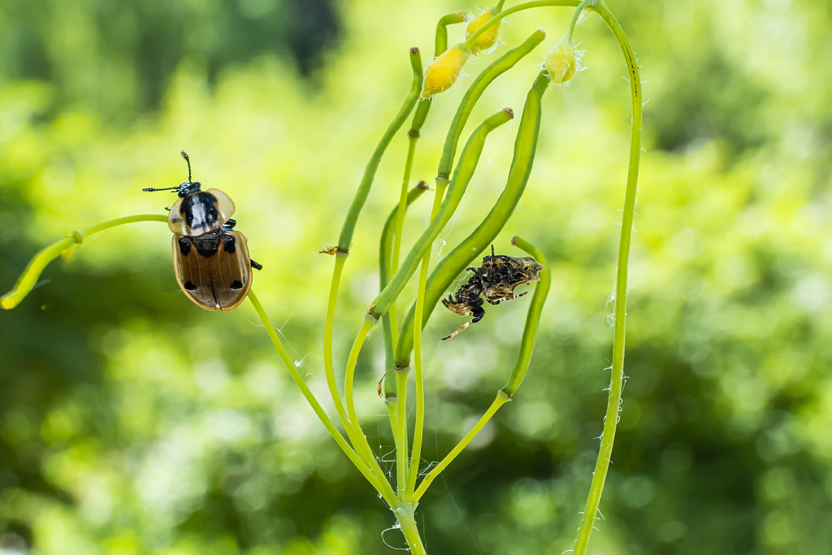热爱护大自然更爱森林草丛中的昆虫用镜头和照片展示昆虫的伶俐可爱