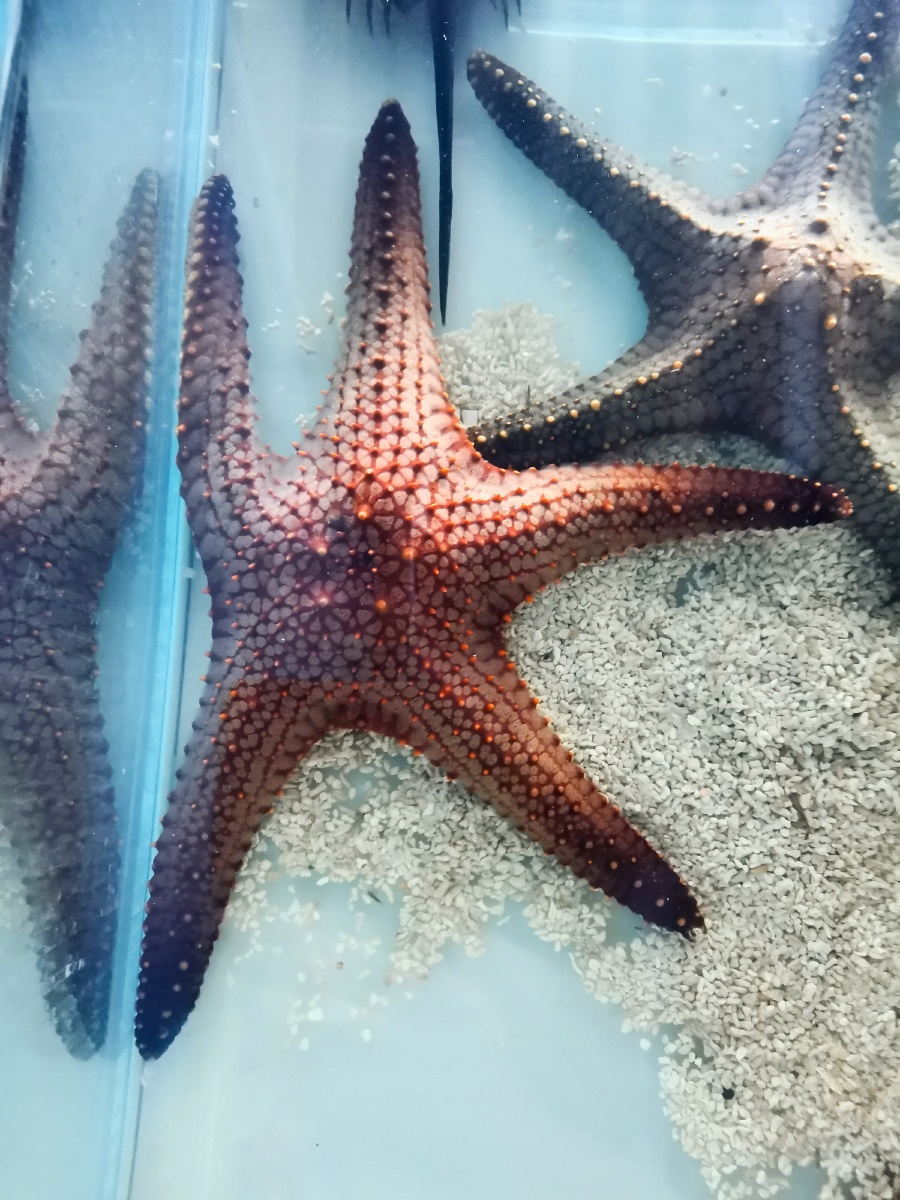 肆无忌惮的睡姿很久没有享受过了吧看着海星的睡姿真的很羡慕