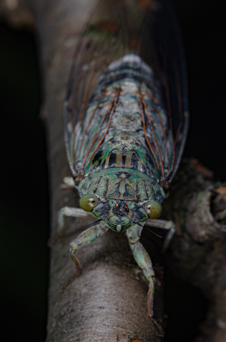 蒙古寒蝉头上有三颗红宝石背单眼