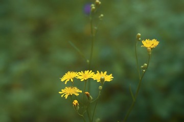 _DSC0049