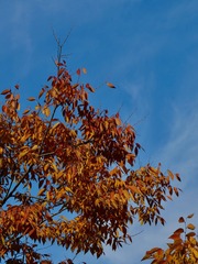 C82B9CE5-174C-40A2-AFBB-D90217643111/L0/001