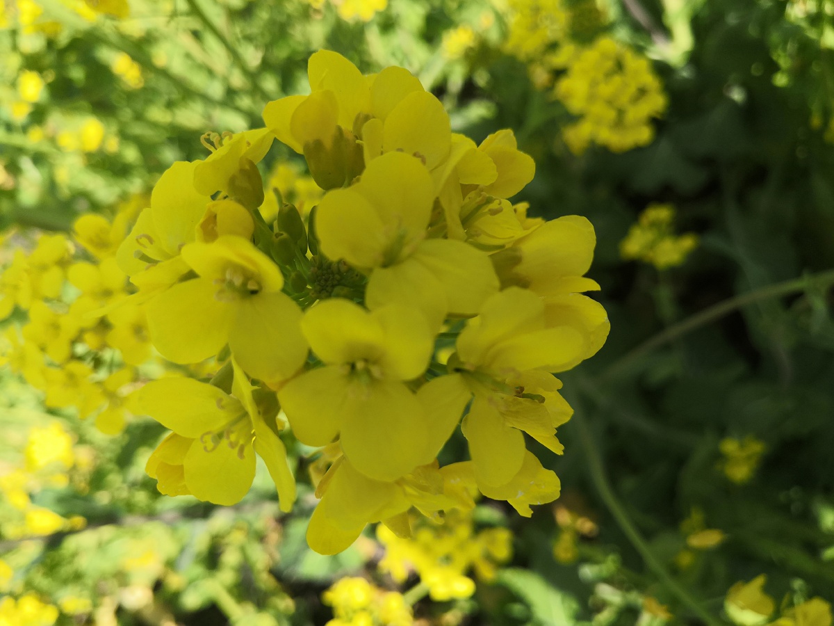 乡村里的油麦菜花进行曲高清拍摄