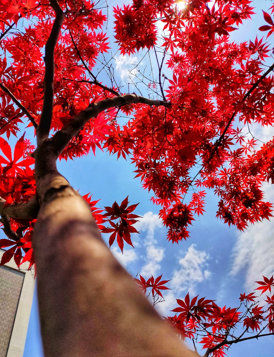 此时的枫叶像燃烧的火焰在阳光下闪耀着惹眼的光芒