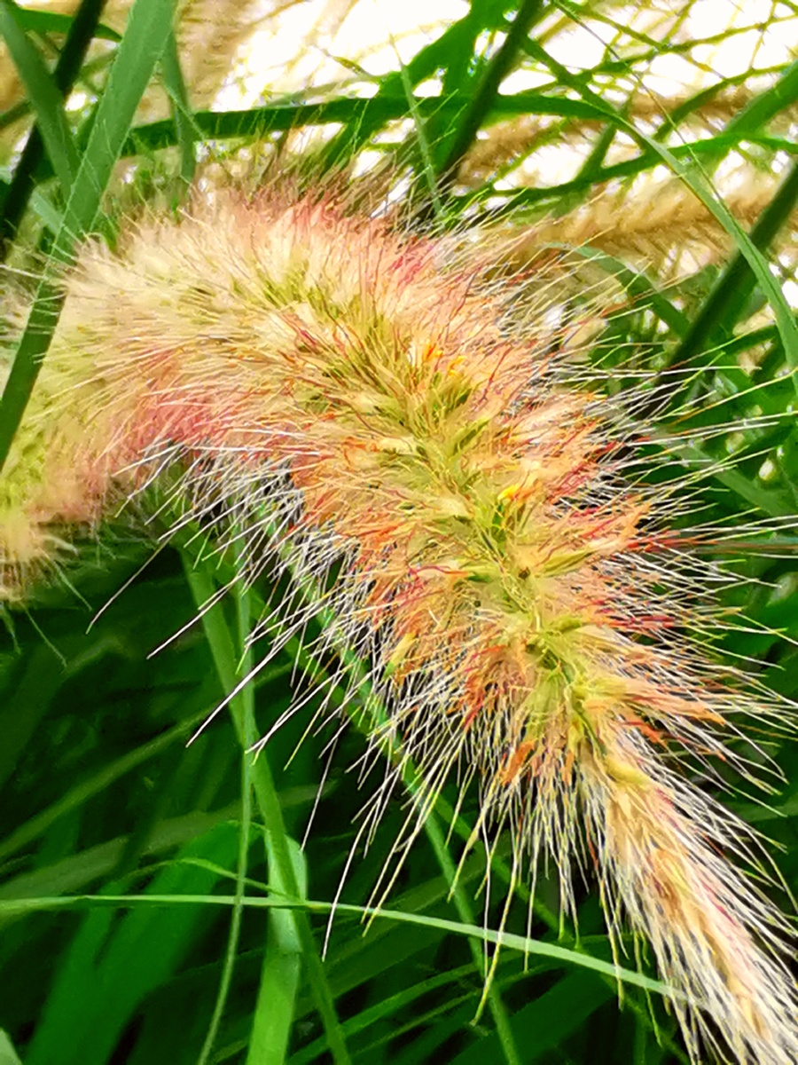 狼尾草:终于拍岀了狠尾巴的样子 - 岁月无悔 - 图虫