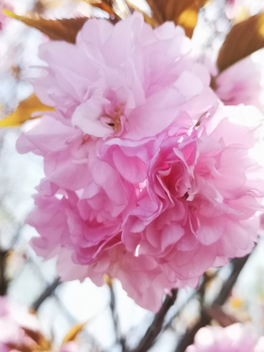 粉面桃花日本晚樱