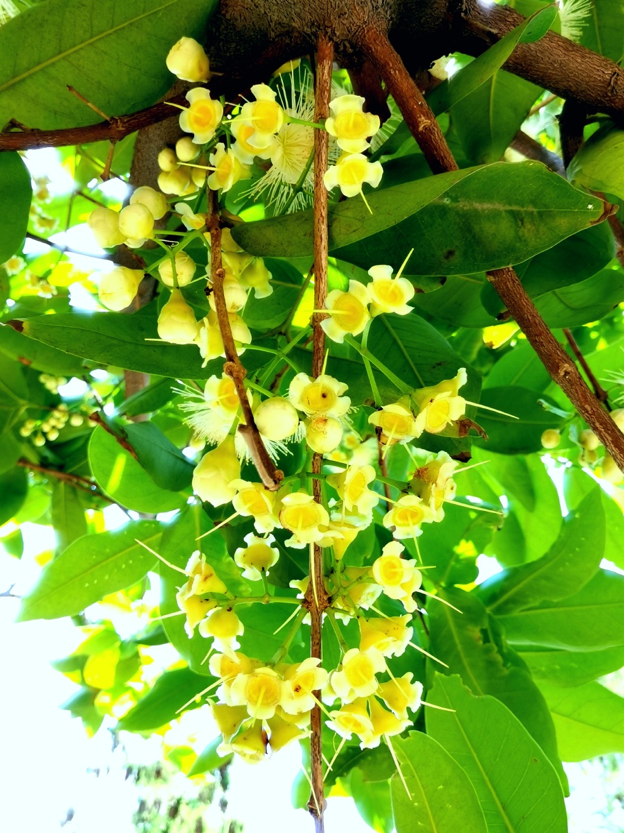 莲雾花开