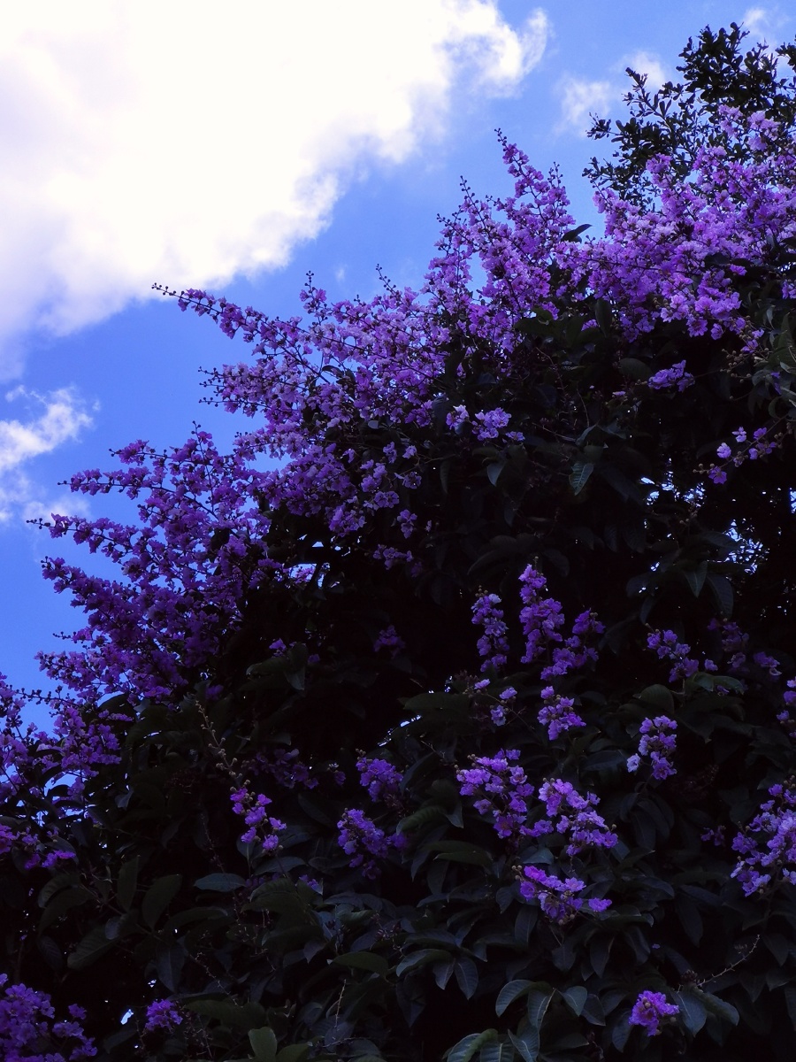 蓝天下的紫薇花的色彩