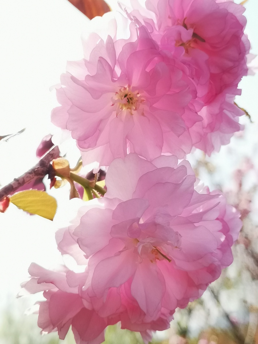 粉面桃花日本晚樱