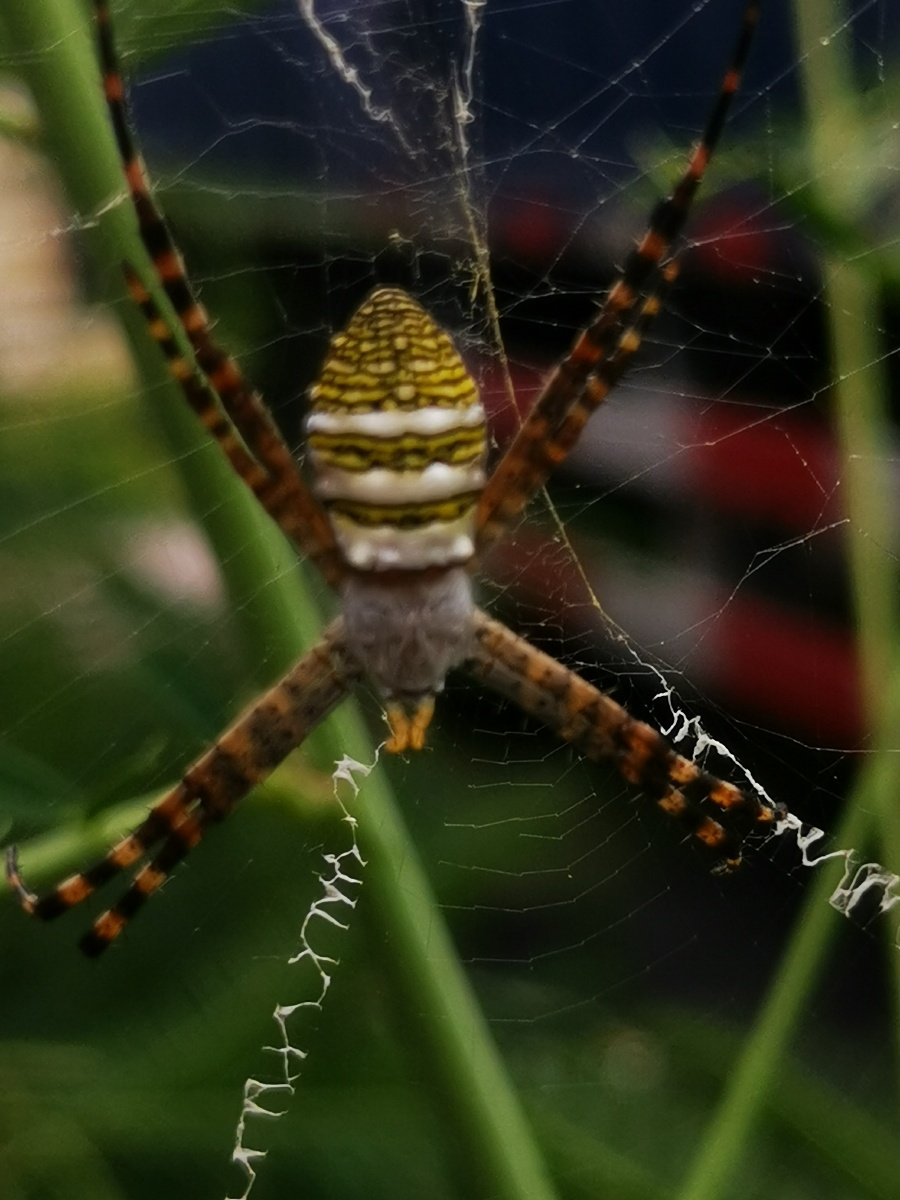 悦目金蛛帝王相