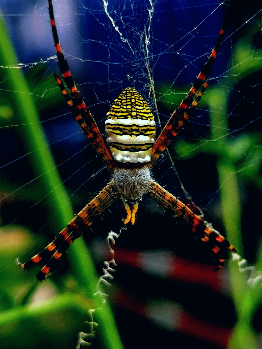 悦目金蛛帝王相