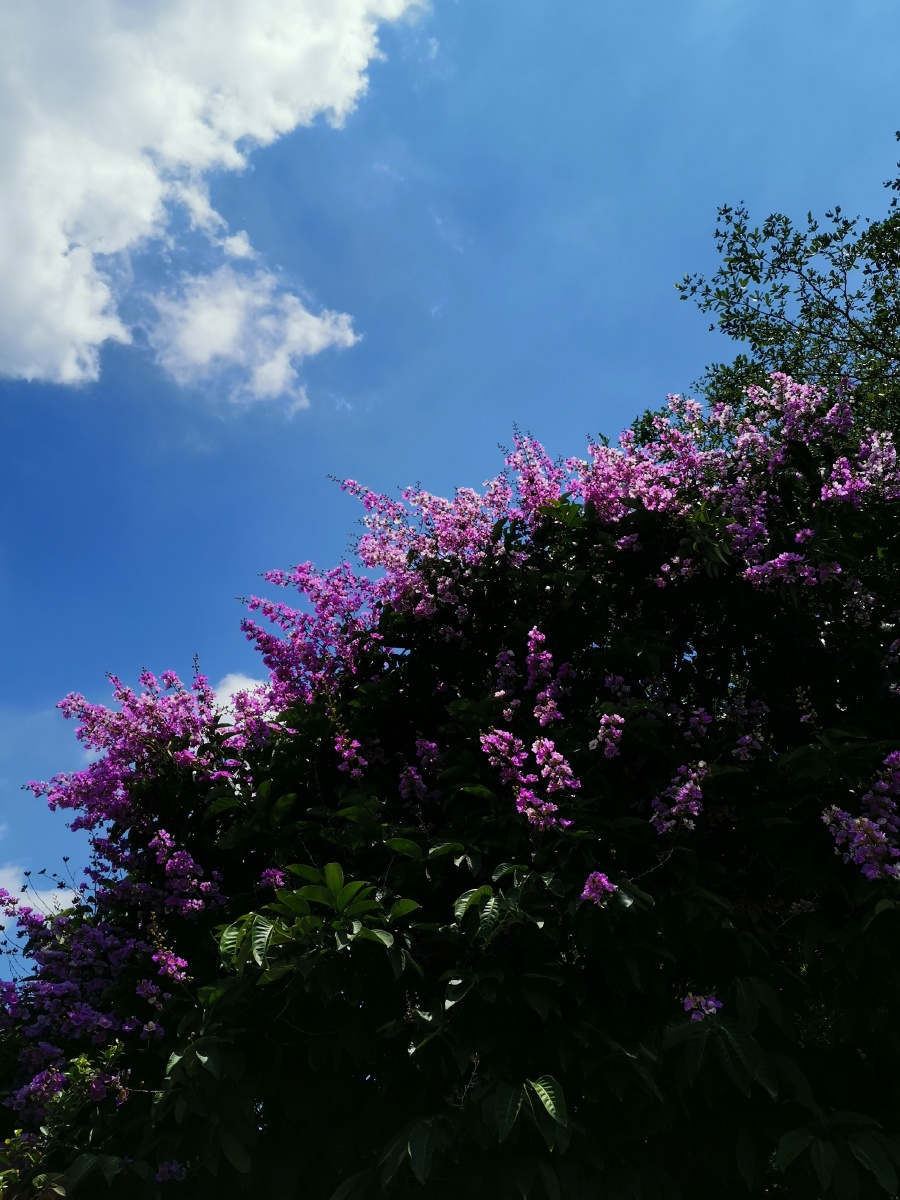 蓝天下的紫薇花的色彩