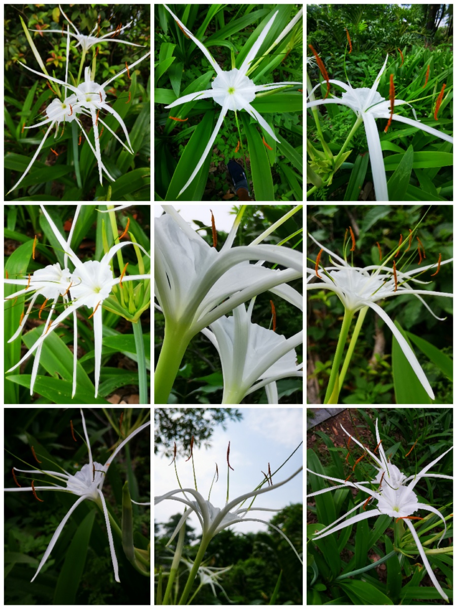 蜘蛛兰也叫蜘蛛百合