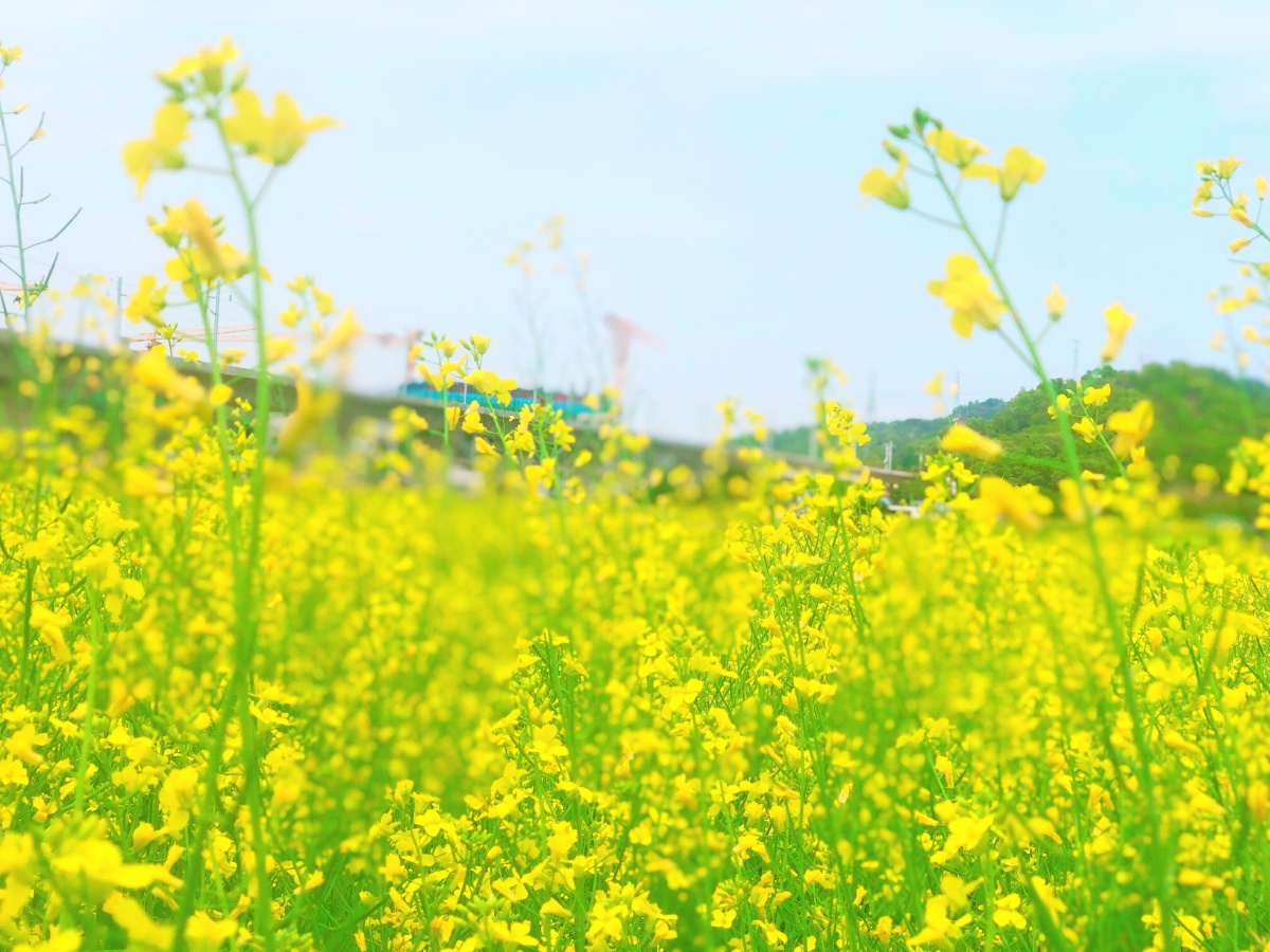 春回大地万物复苏阳光满路温暖如初777777
