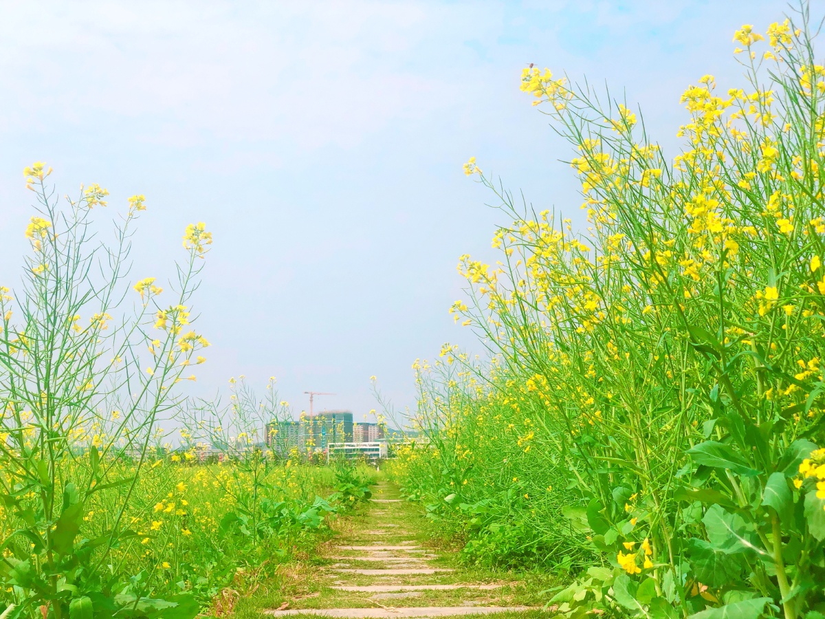 春回大地万物复苏阳光满路温暖如初777777