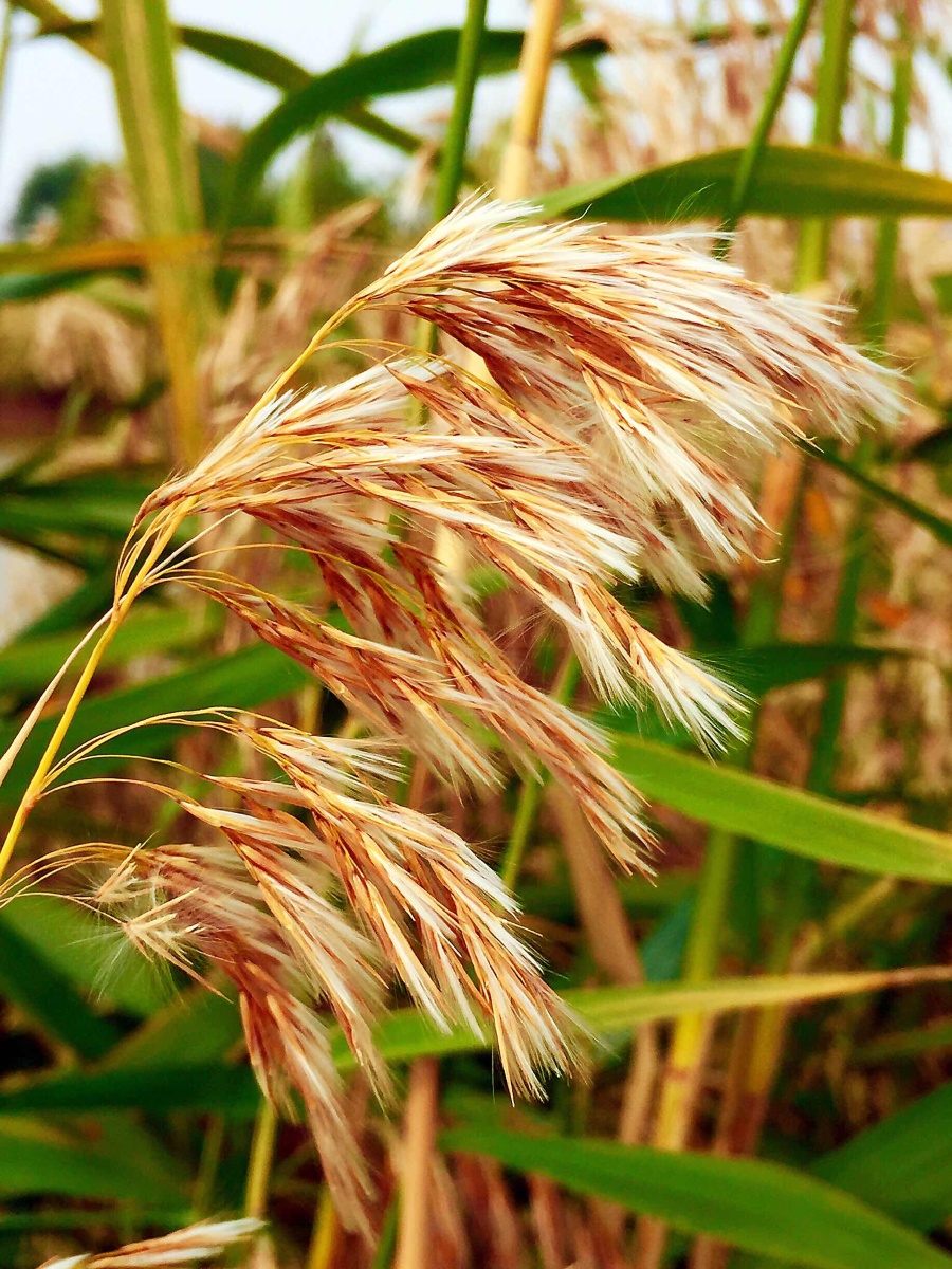 绽放的芦苇花 - 春暖花开007 - 图虫网 - 优质摄影师交流社区