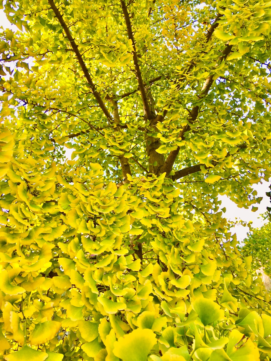 人烟寒橘柚秋色老梧桐