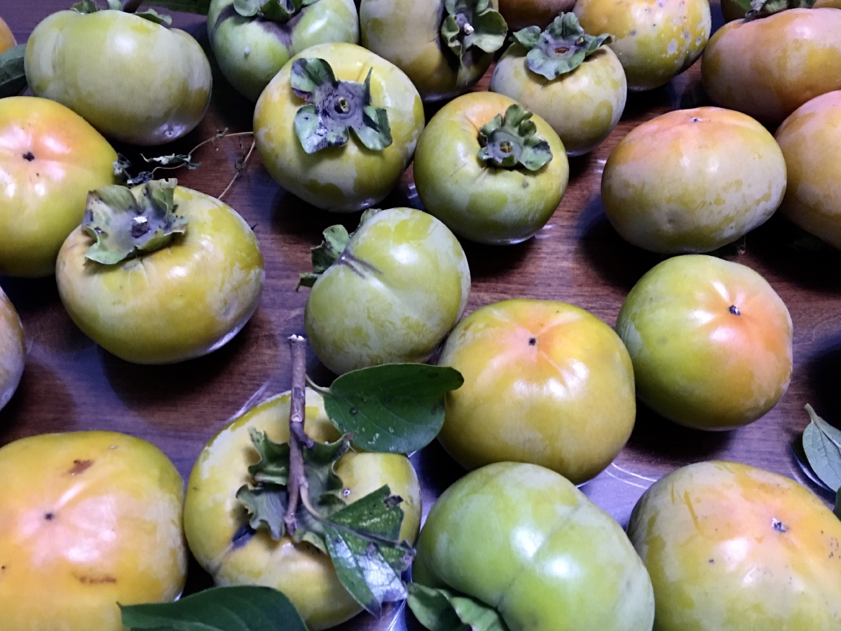 刚摘下来的新鲜柿子不涩可以直接吃