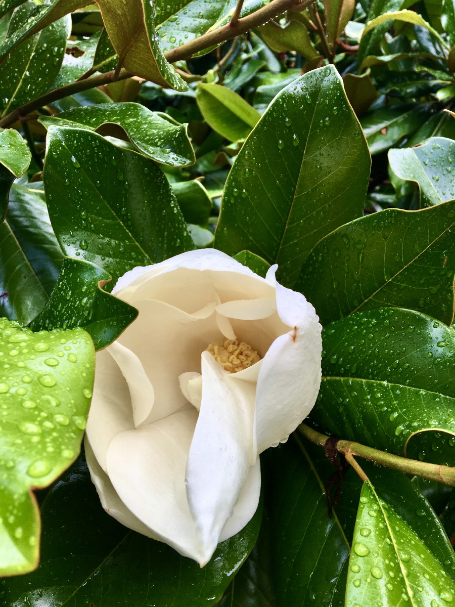 洁白淡雅 清香四溢的木兰花