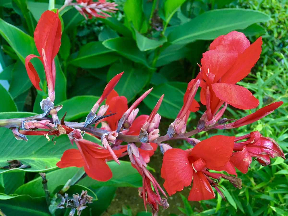 叶满丛深殷似火,不惟烧眼更烧心.—唐代李绅《红蕉花》