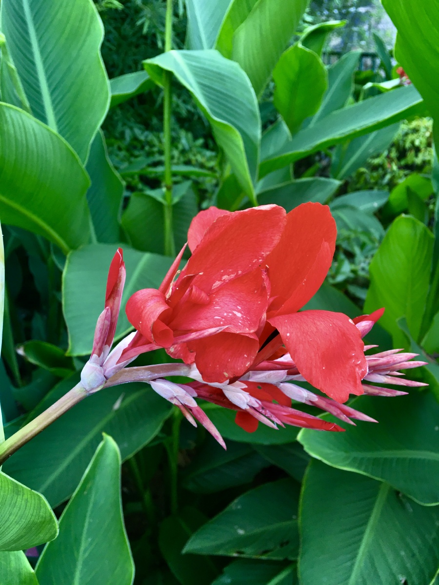 叶满丛深殷似火,不惟烧眼更烧心.—唐代李绅《红蕉花》