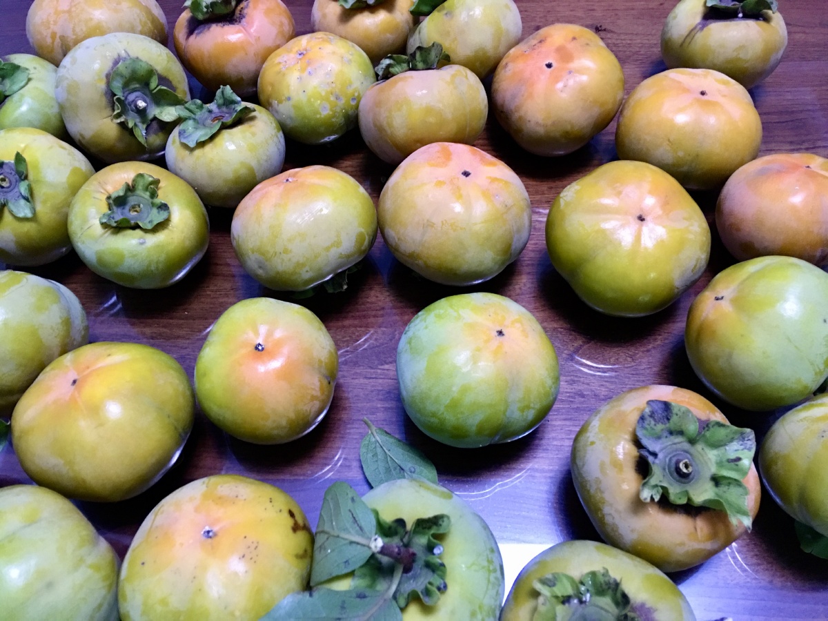 刚摘下来的新鲜柿子不涩可以直接吃