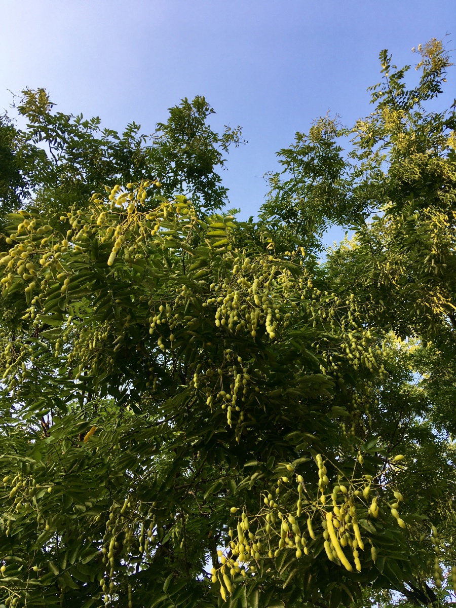 结满豆荚的国槐古树