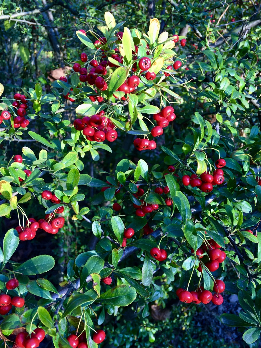 秋果红如火小丑火棘