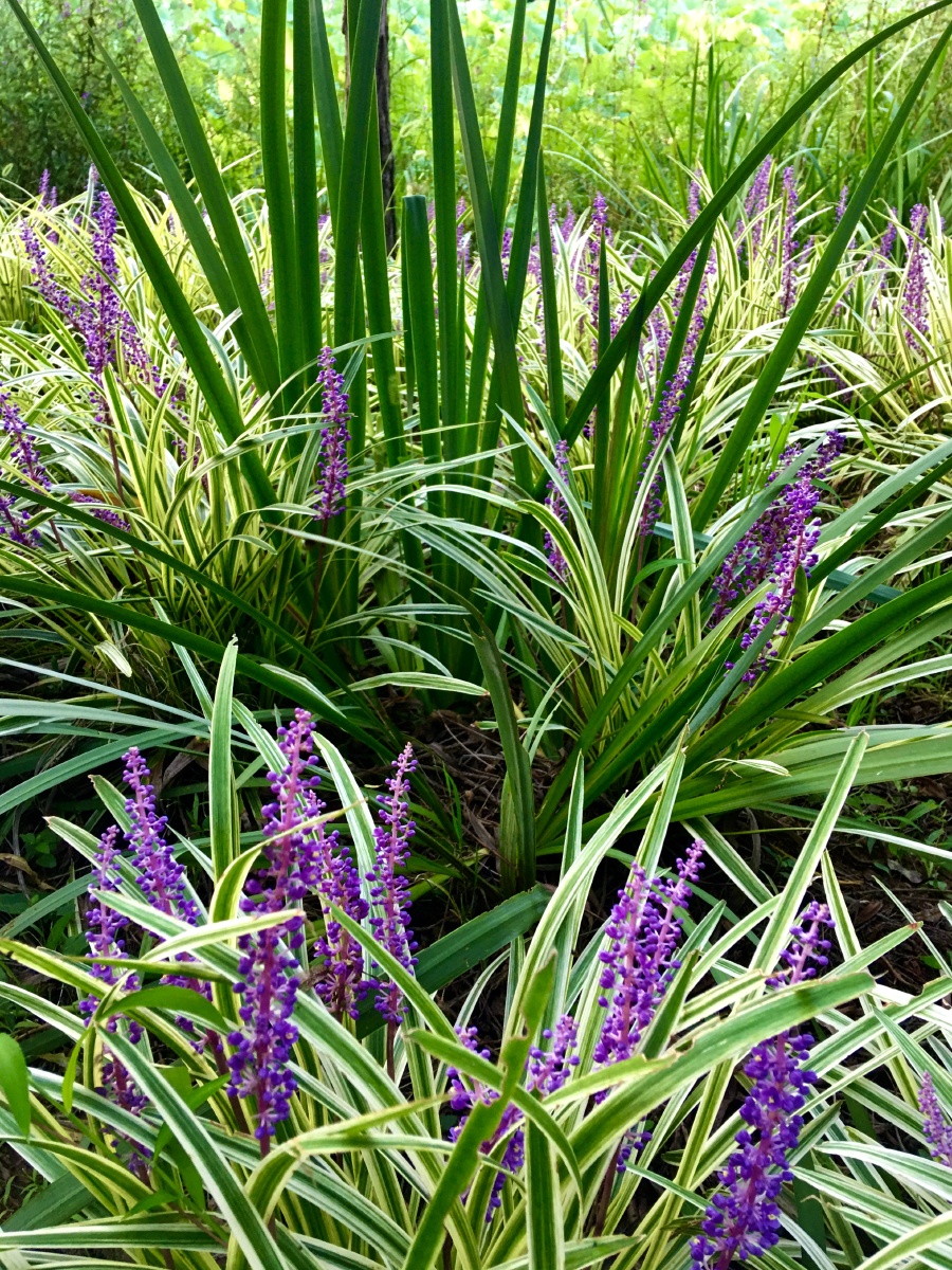 山麦冬像薰衣草的紫色
