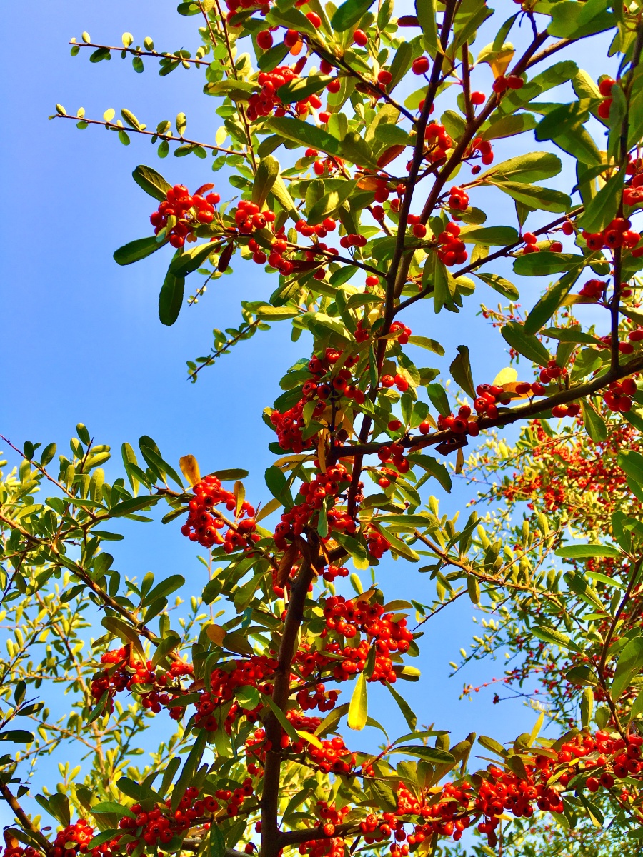 生命力旺盛的小丑火棘