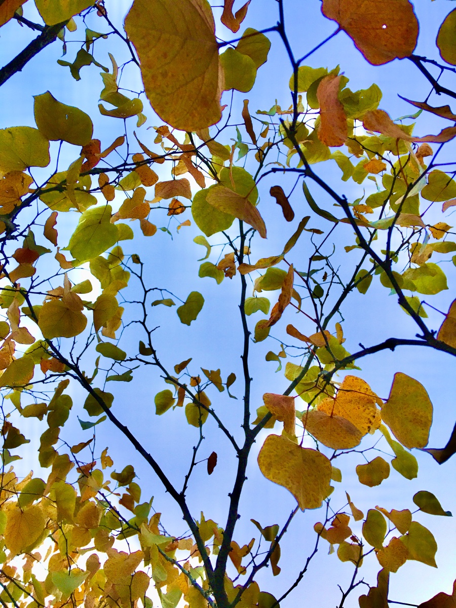 大自然秋天的画作