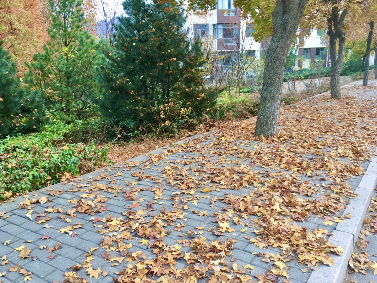 秋风乍起落叶飘飘一地凌乱