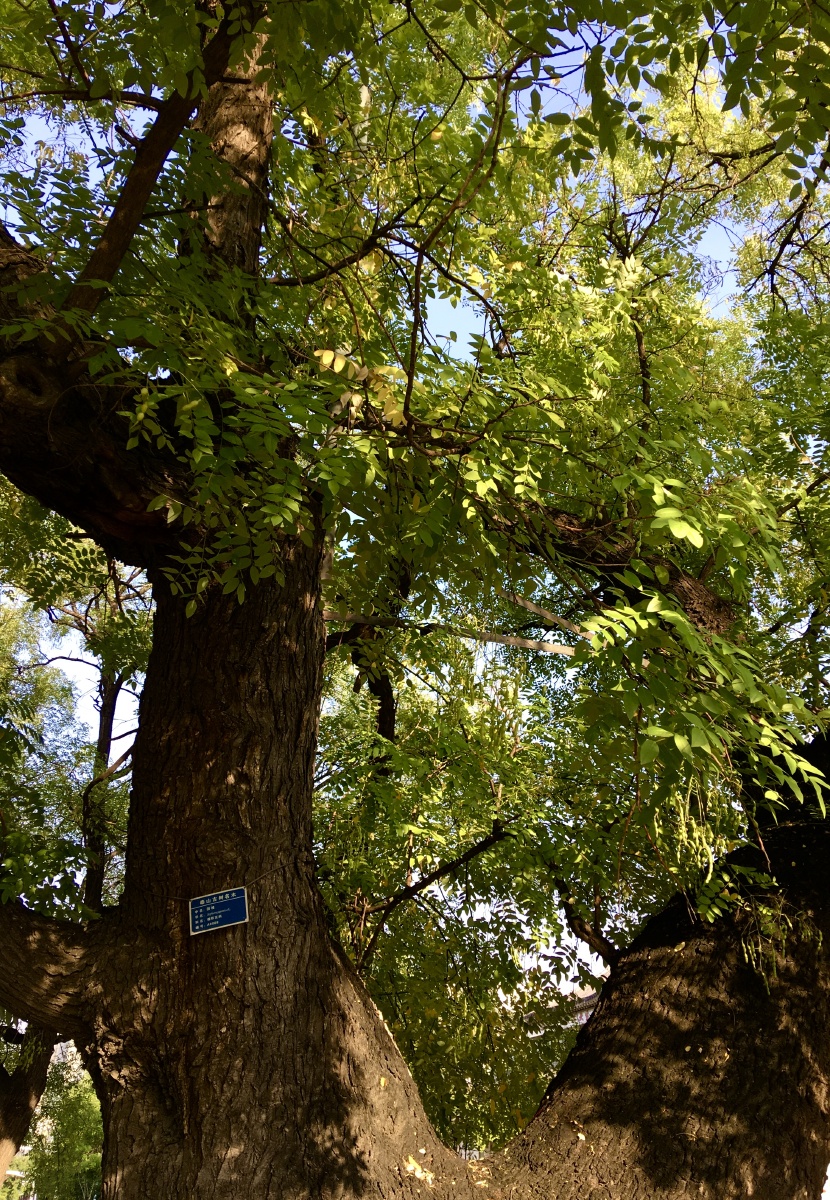 结满豆荚的国槐古树