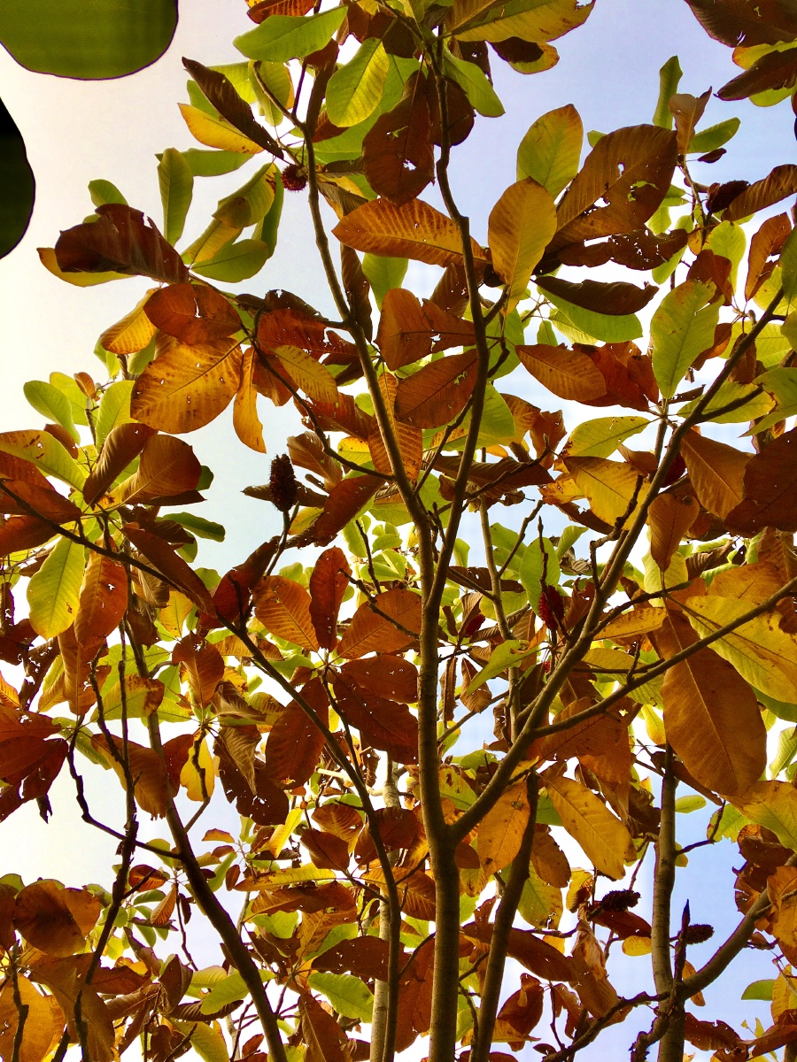 大叶木兰的另一种美