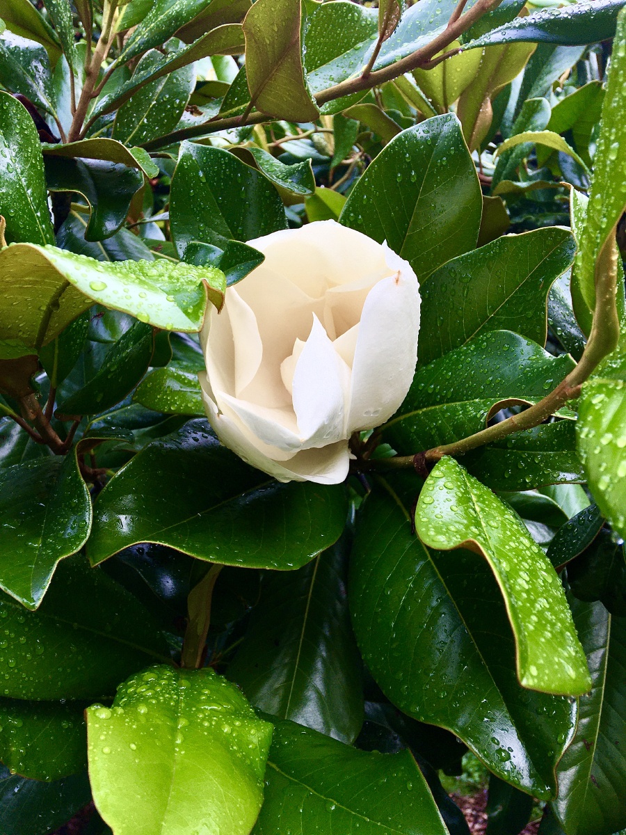 洁白淡雅 清香四溢的木兰花