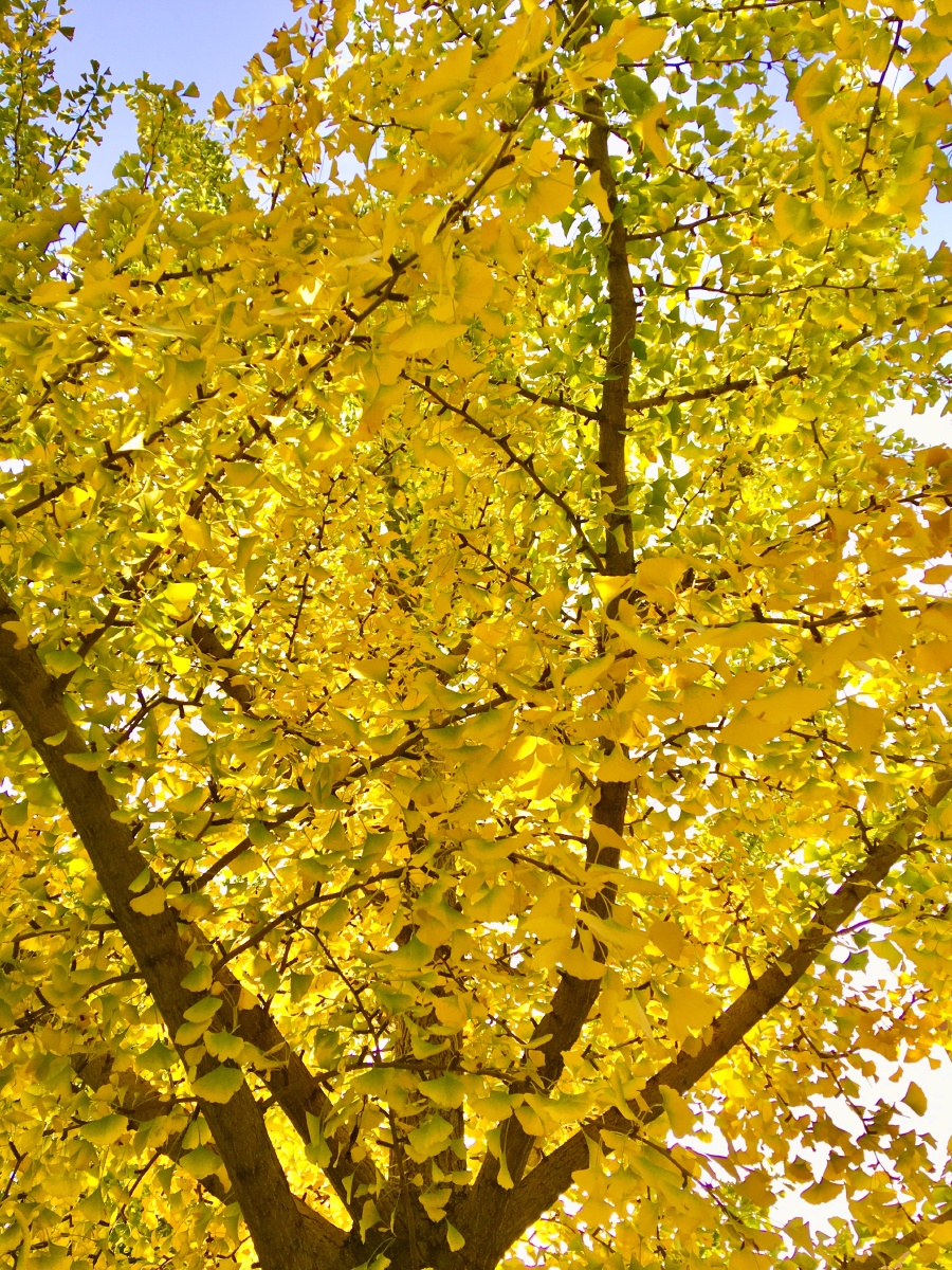 人烟寒橘柚秋色老梧桐