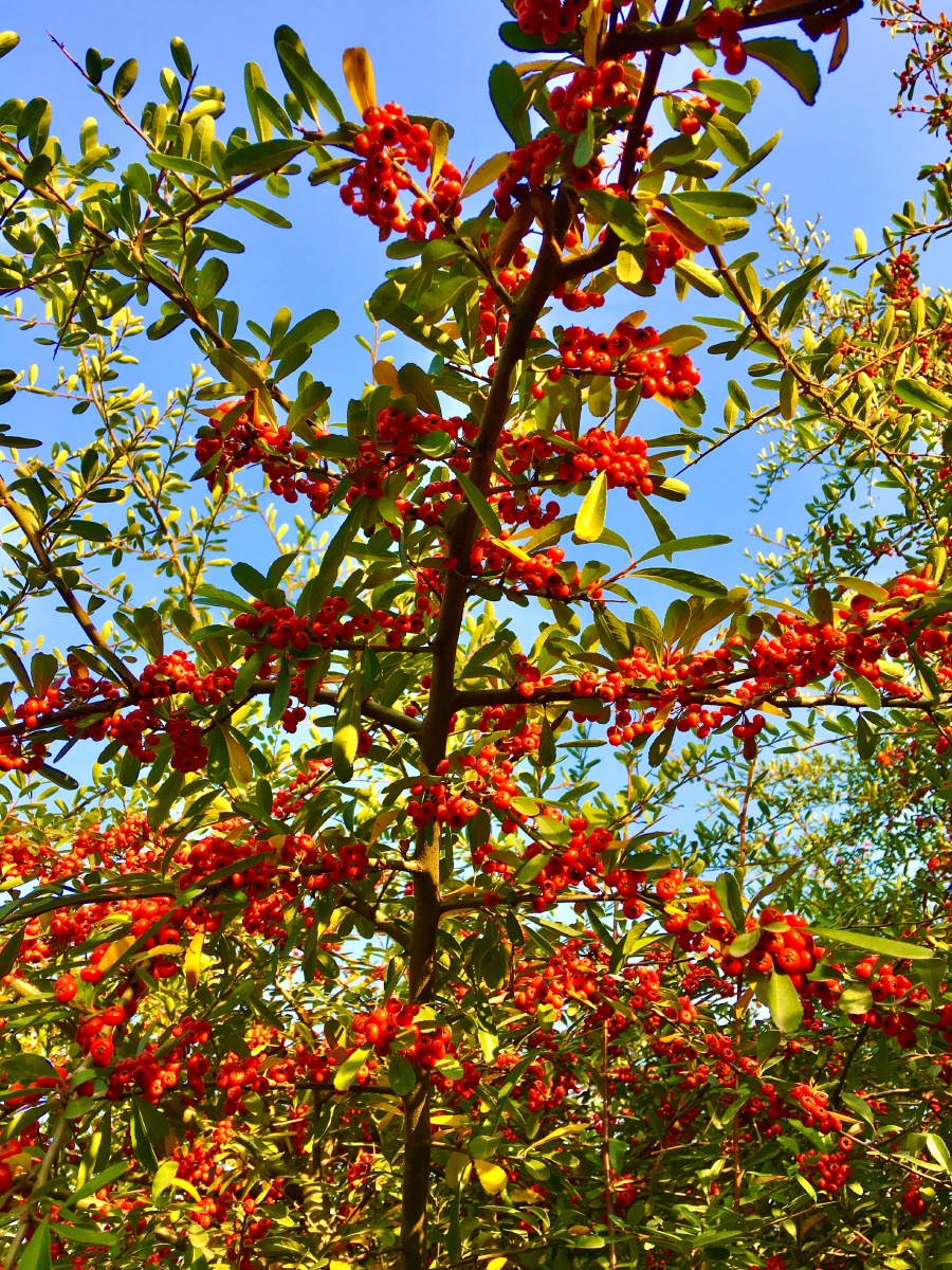 生命力旺盛的小丑火棘