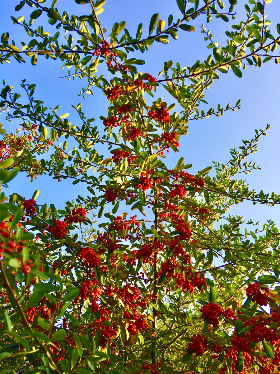 生命力旺盛的小丑火棘