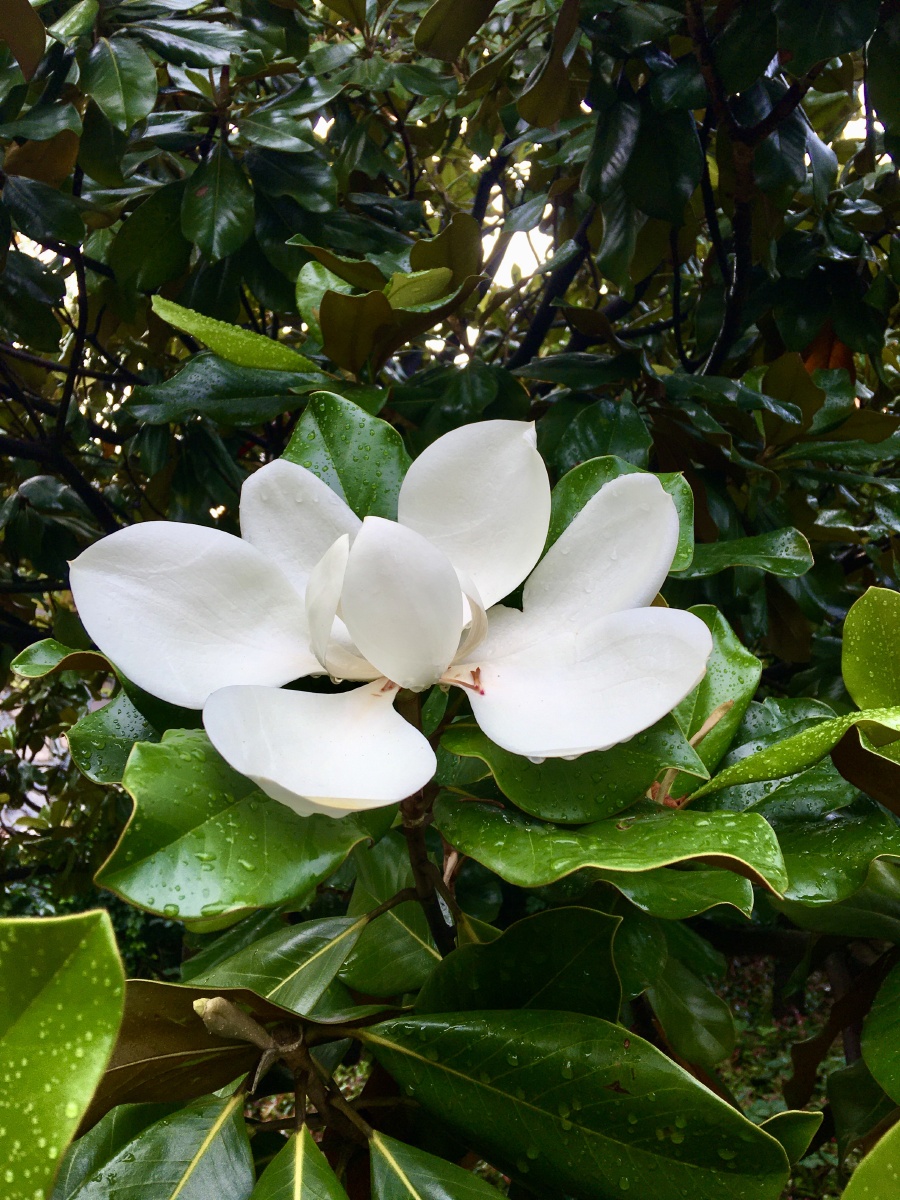 洁白淡雅 清香四溢的木兰花