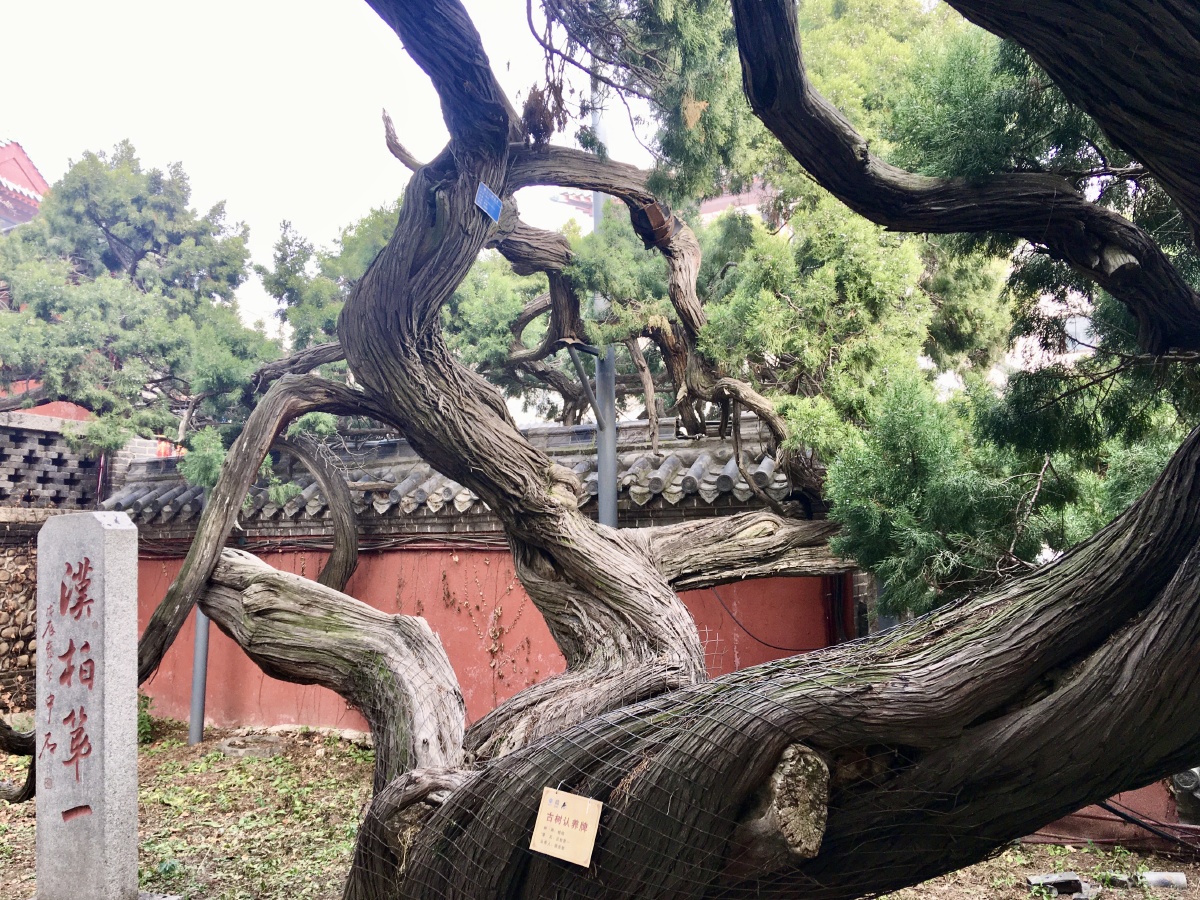 汉柏第一位于泰山关帝庙汉柏院内被列入世界遗产保护名录气势非凡果然