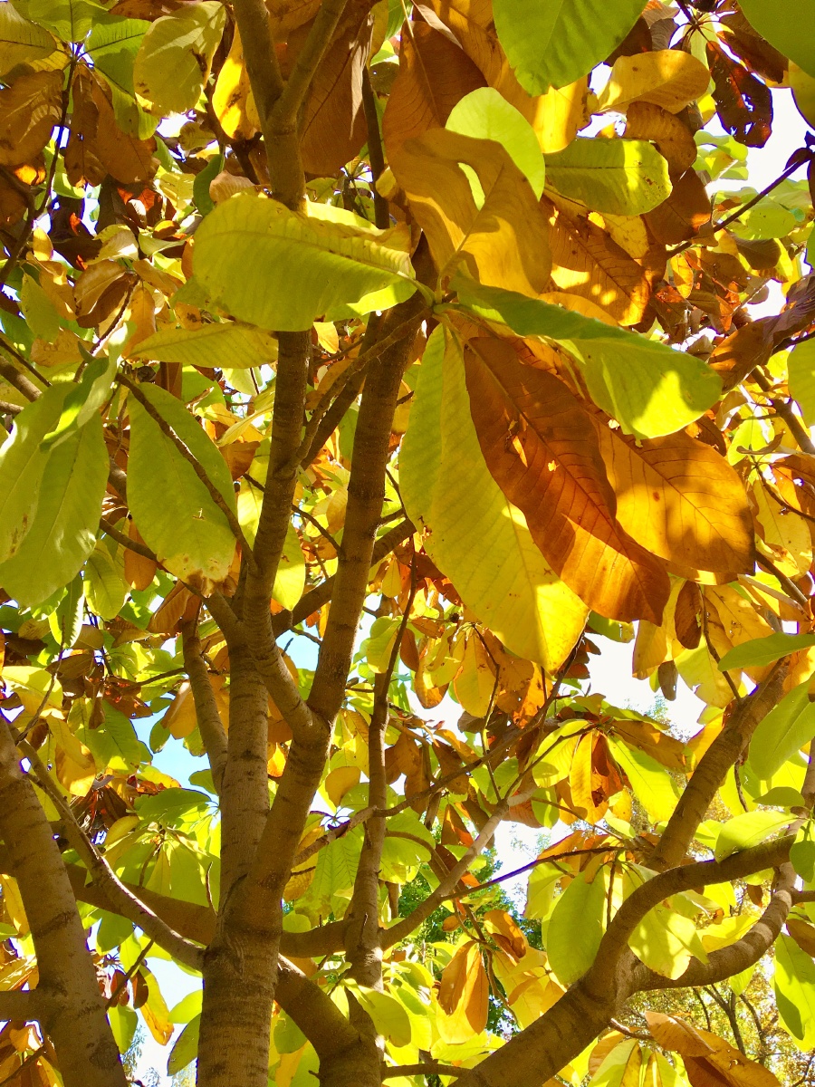 大叶木兰的另一种美