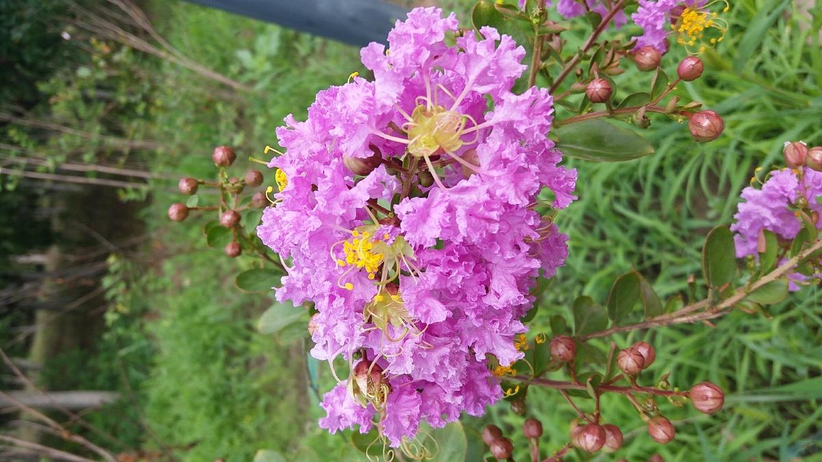 组图:紫薇,也叫满堂红,花语是好运,雄辩,沉迷的爱,女性.